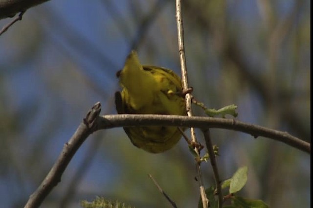 Yellow Warbler (Northern) - ML404862