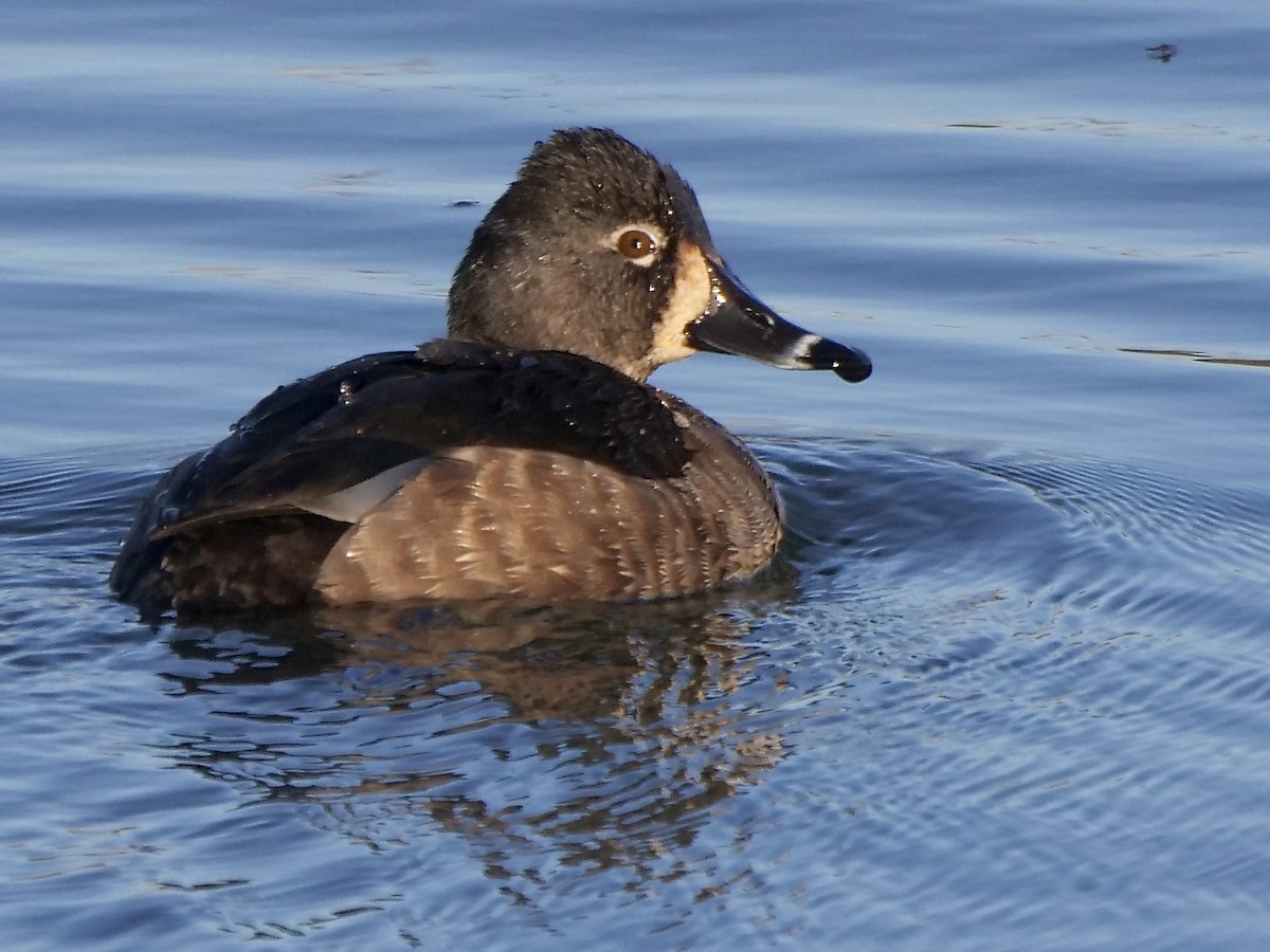 Ring-necked Duck - ML404863541