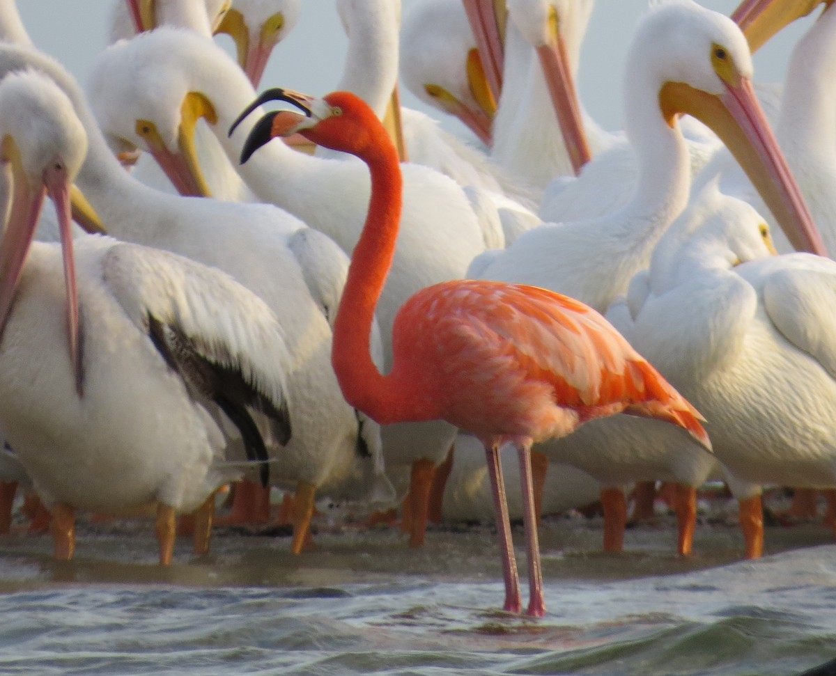 eBird Checklist - 11 Jan 2022 - Florida, US (25.921, -81.593) - 26 species