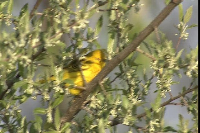 Yellow Warbler (Northern) - ML404872