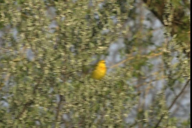 Yellow Warbler (Northern) - ML404874
