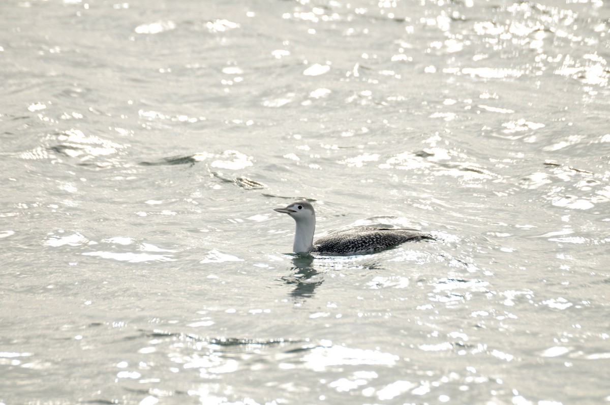 Red-throated Loon - ML404876471