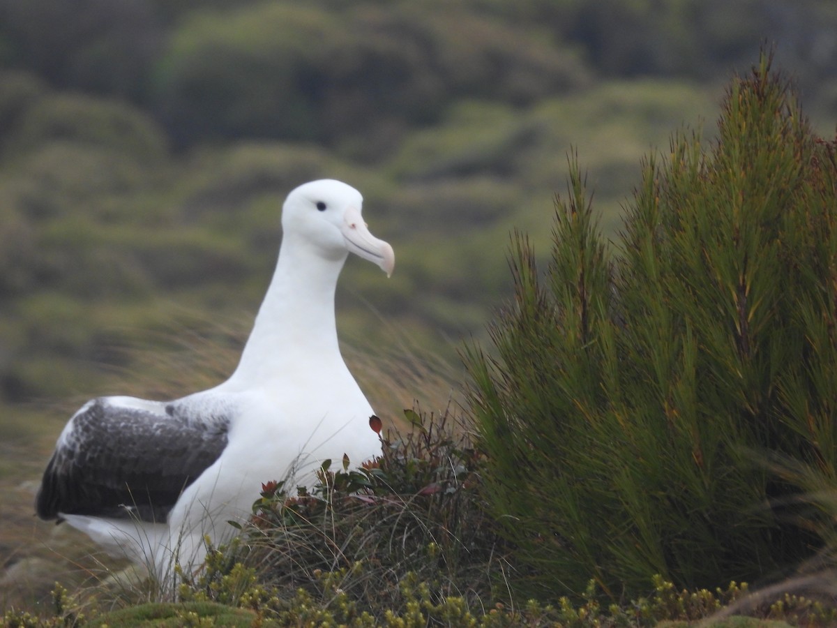 Northern/Southern Royal Albatross - Arna Carlson