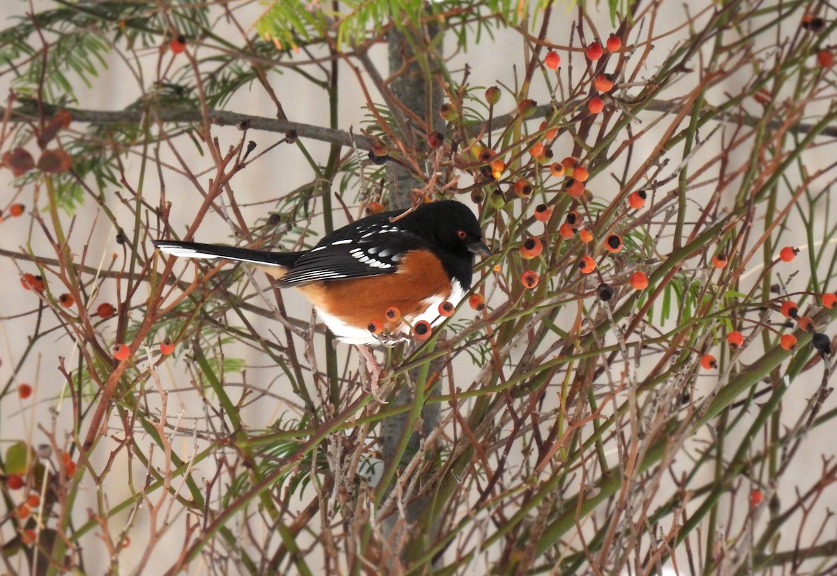 Spotted Towhee - ML404887541