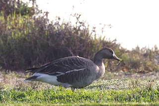 Greater White-fronted Goose, ML404888751