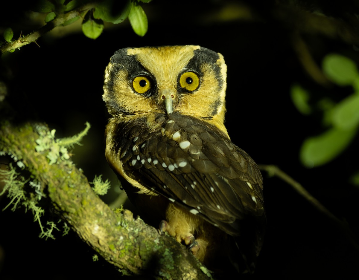 Buff-fronted Owl - ML404892691