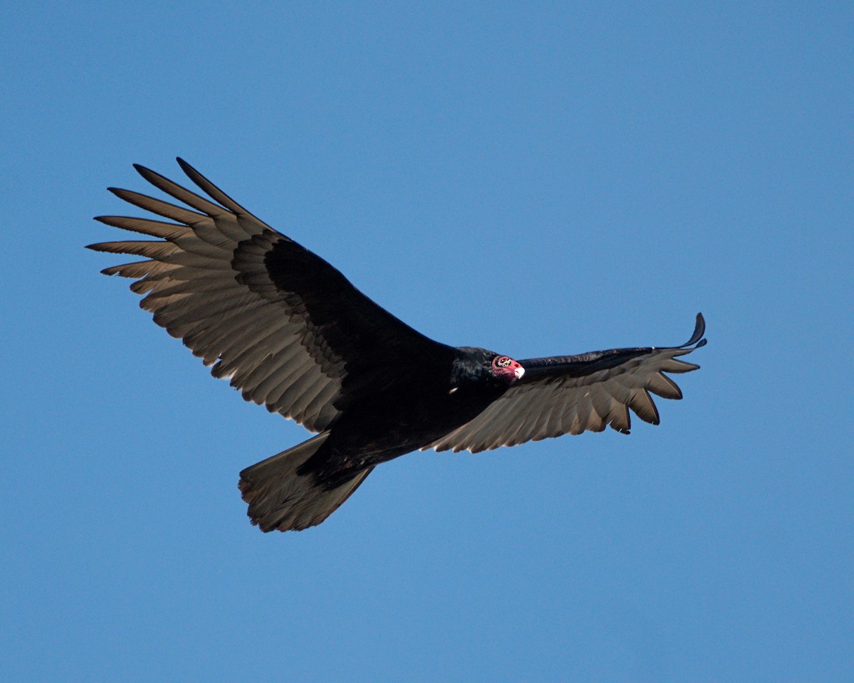 Turkey Vulture - ML404896781