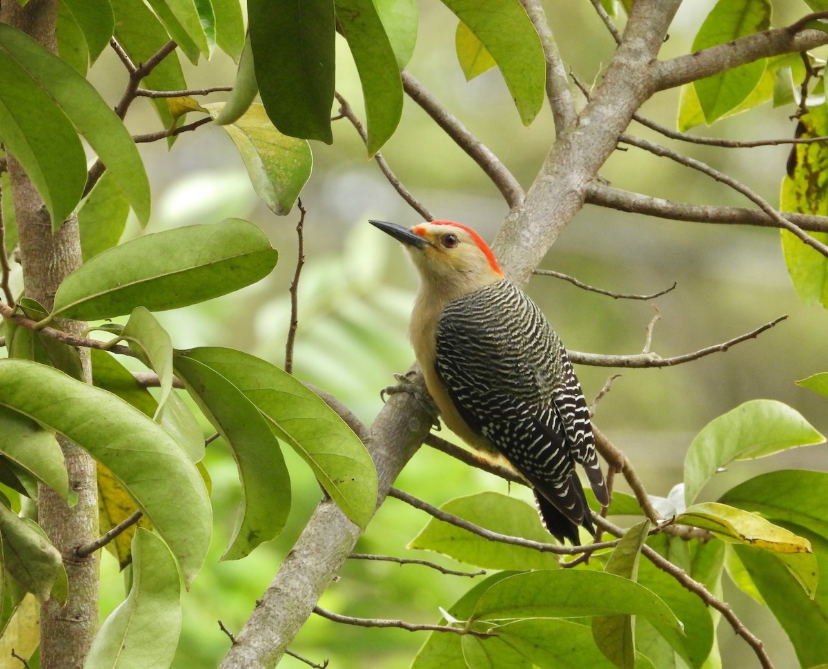 Golden-fronted Woodpecker - ML404897711