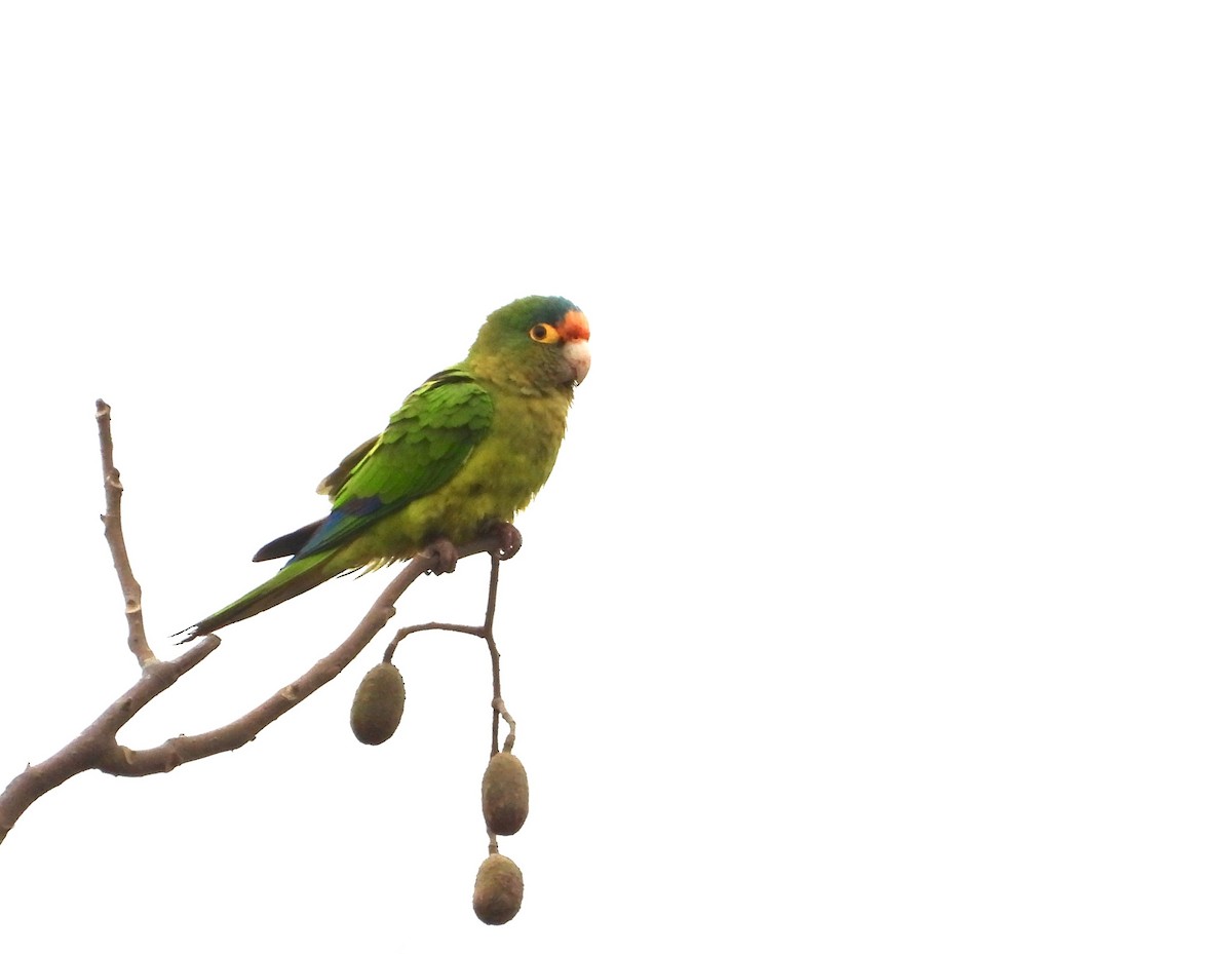 Orange-fronted Parakeet - Kalin Ocaña