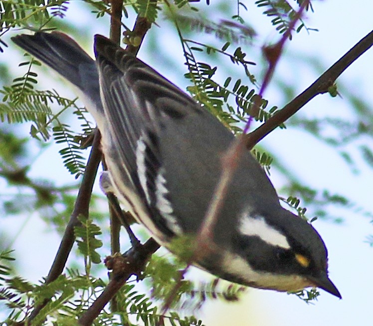 Black-throated Gray Warbler - ML404904261