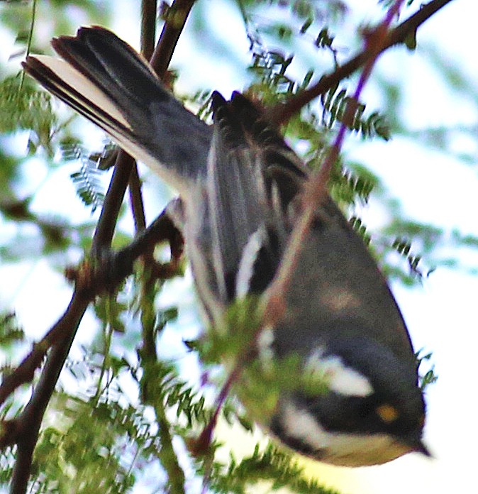 Black-throated Gray Warbler - ML404904491