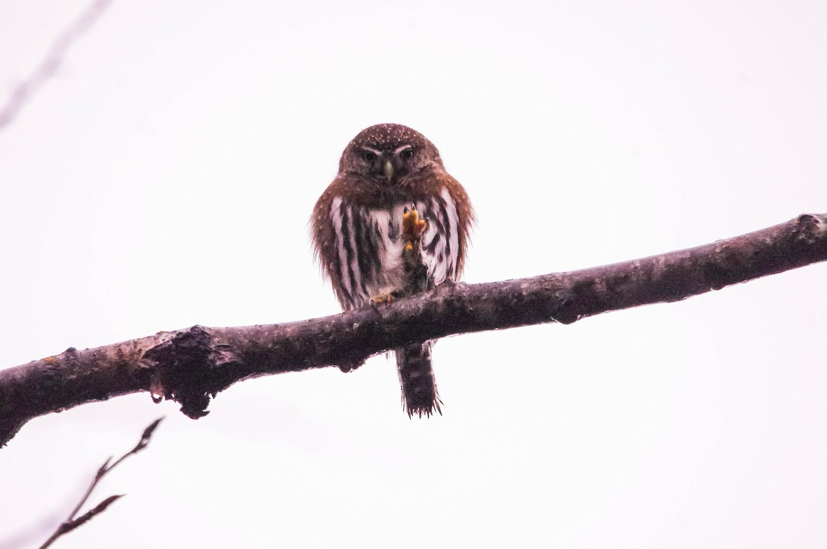 Northern Pygmy-Owl - Don Manson