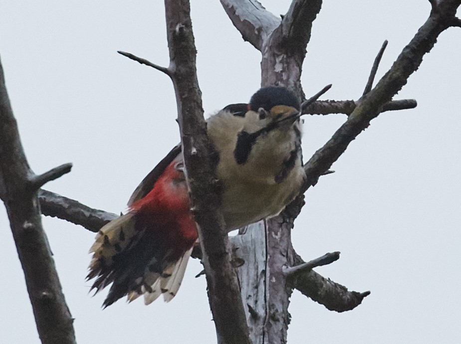 Great Spotted Woodpecker - ML40491411