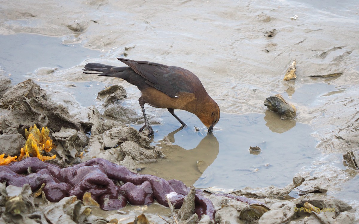 Boat-tailed Grackle - ML40492781