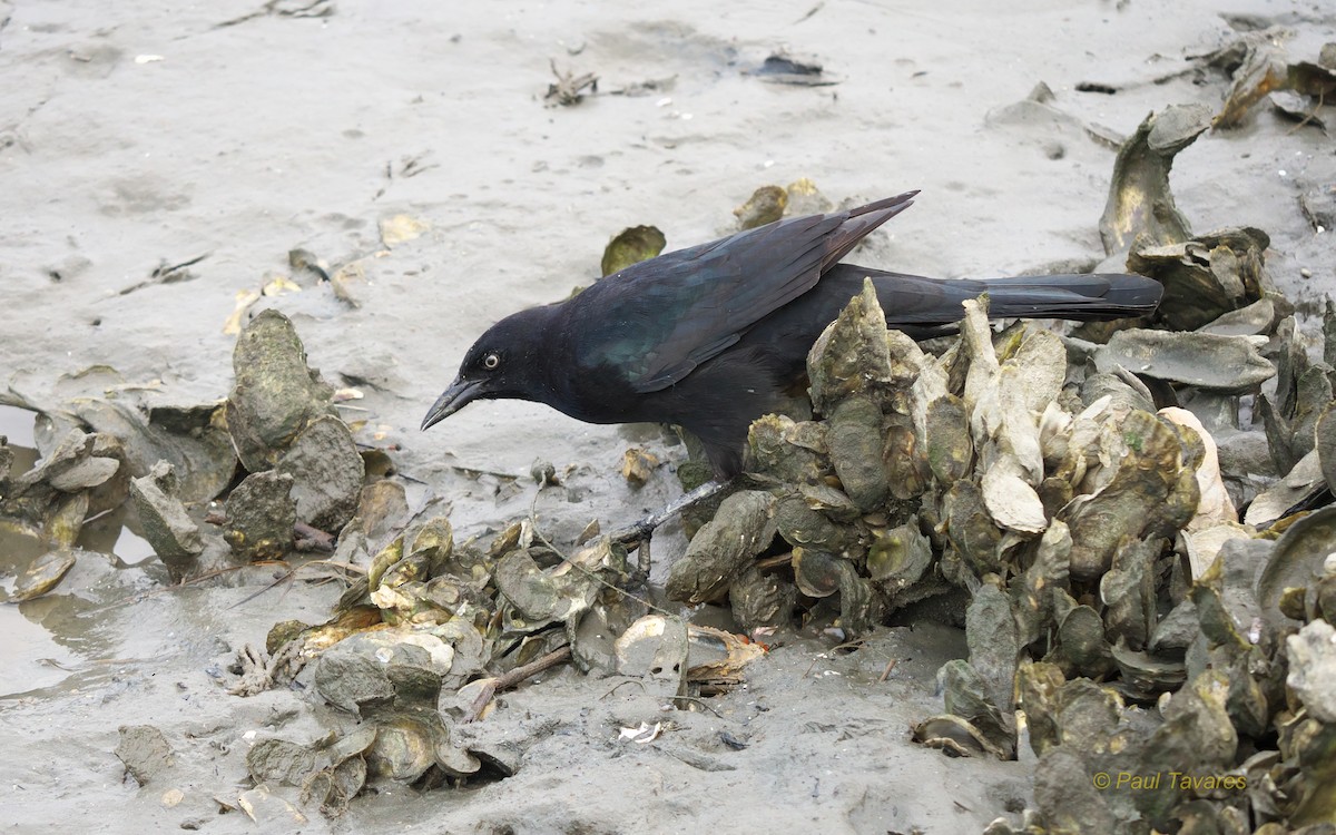 Boat-tailed Grackle - ML40492841