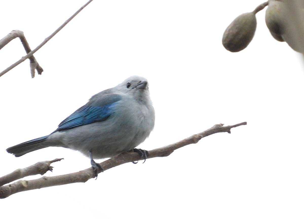 Blue-gray Tanager (Blue-gray) - ML404930151