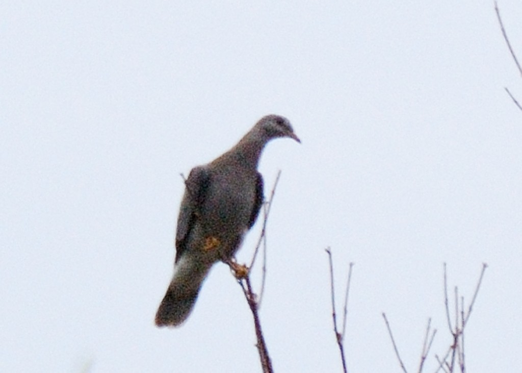 Band-tailed Pigeon - ML404930761