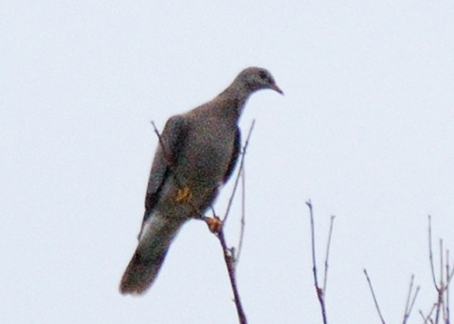 Band-tailed Pigeon - Red Slough WMA Survey