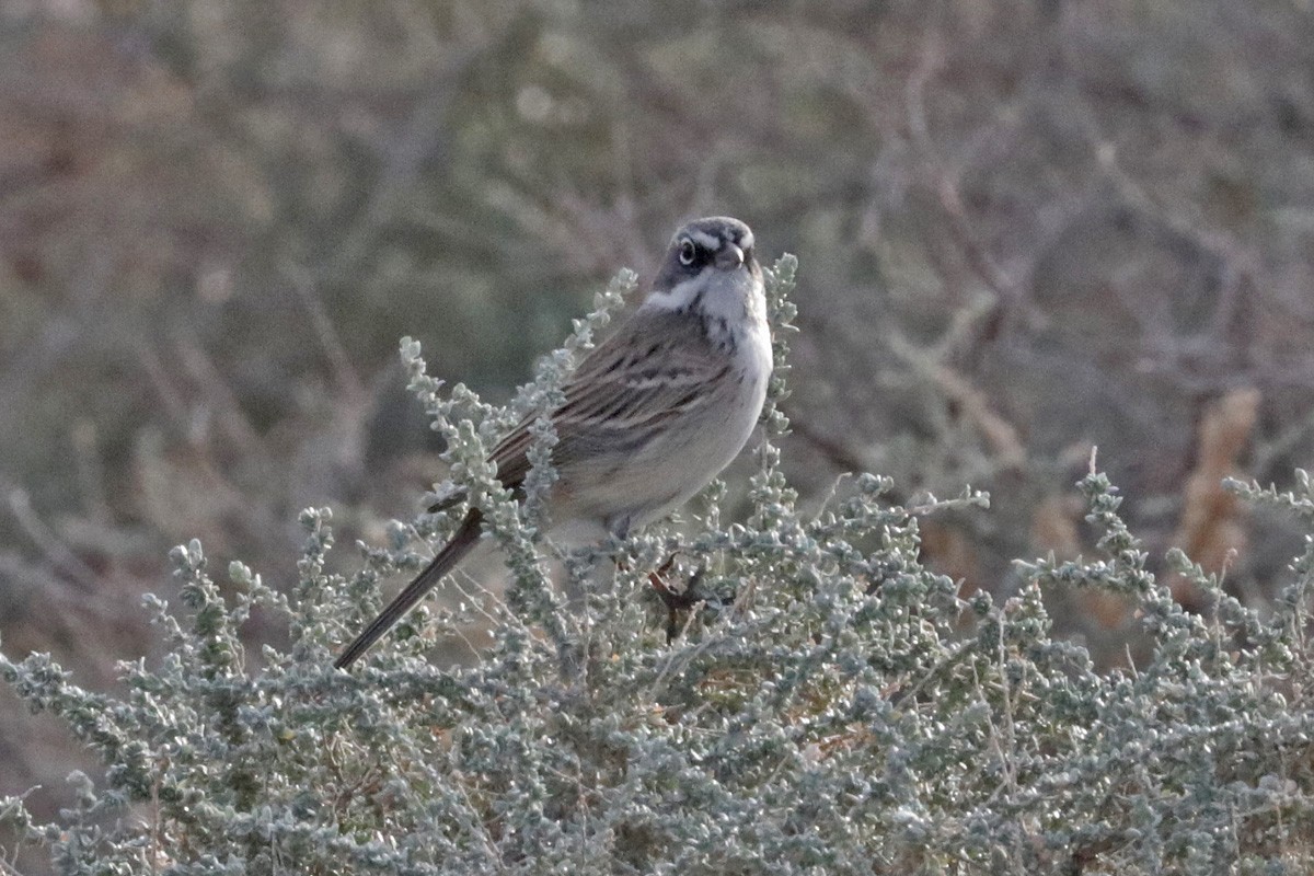 Sagebrush Sparrow - ML404936151