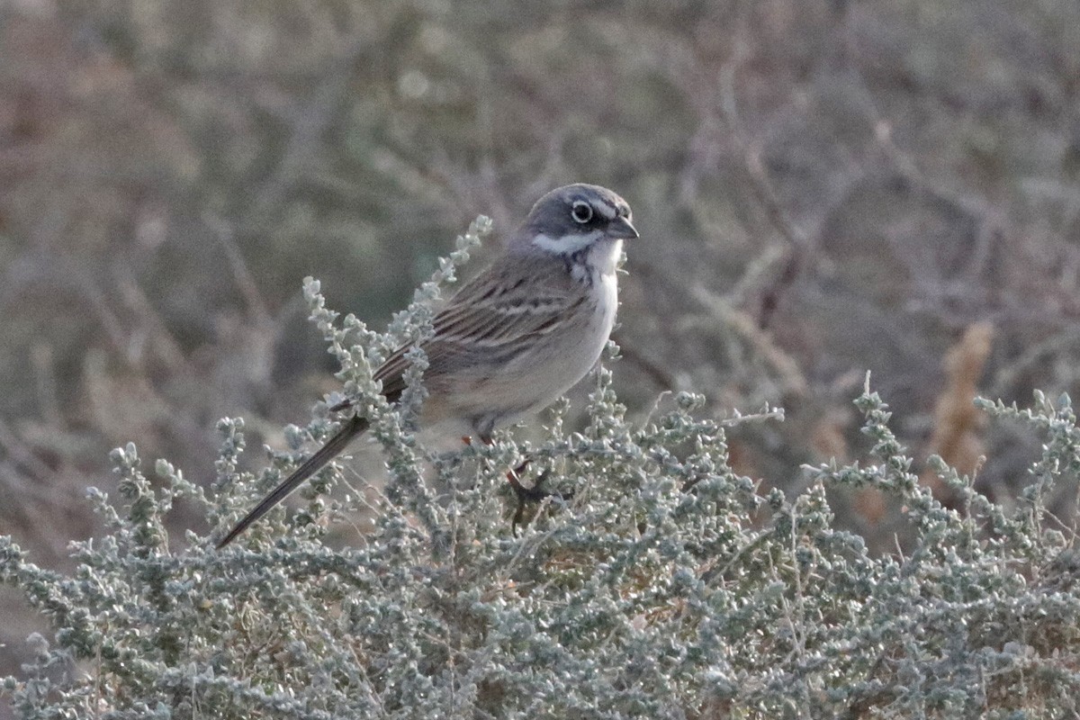 Sagebrush Sparrow - ML404936161
