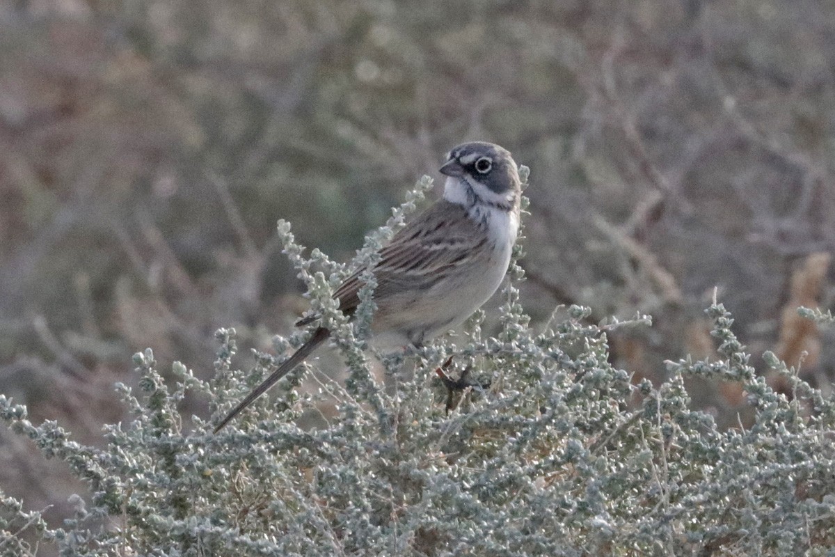 Sagebrush Sparrow - ML404936171