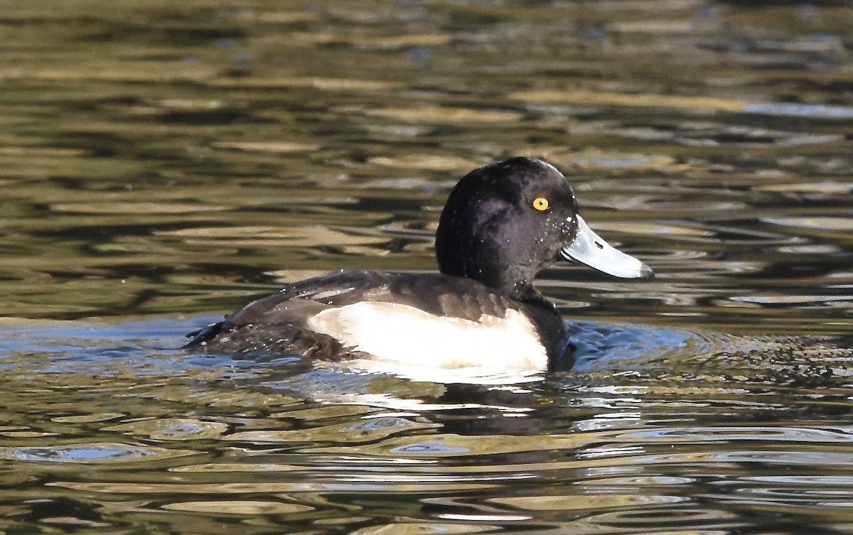 Tufted Duck - ML404936431