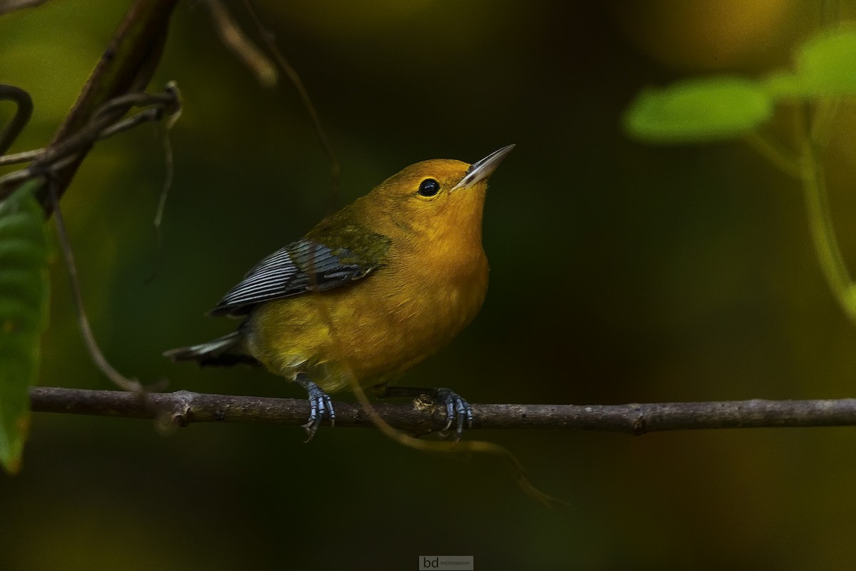 Prothonotary Warbler - ML404943201