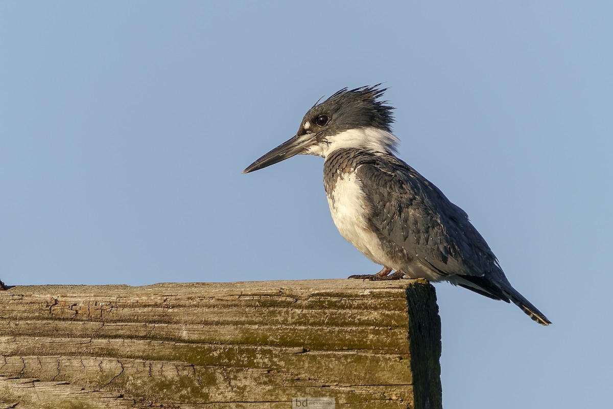 Belted Kingfisher - ML404943441