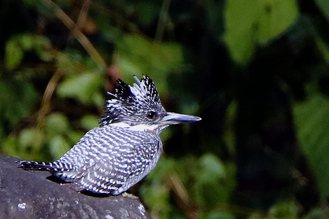 Crested Kingfisher - ML404950661