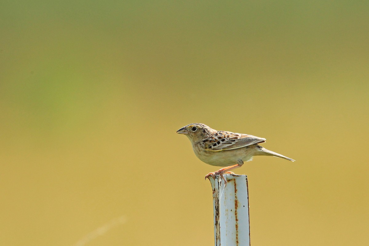 Grasshopper Sparrow - Thaddaeus Shaum