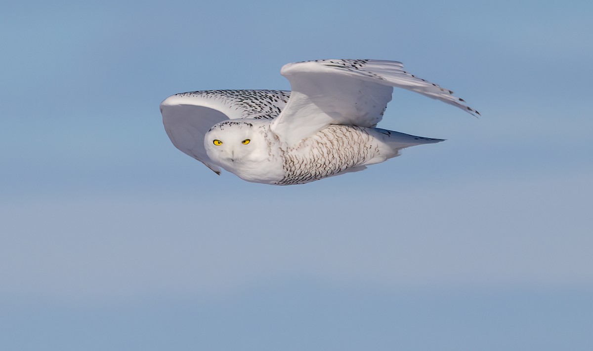 Snowy Owl - ML404955331