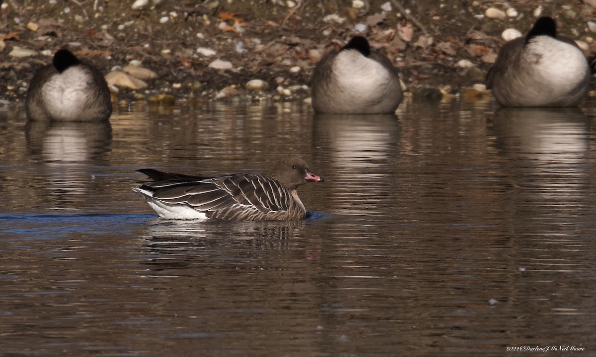Pink-footed Goose - ML404955991