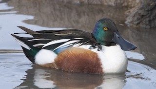 Northern Shoveler