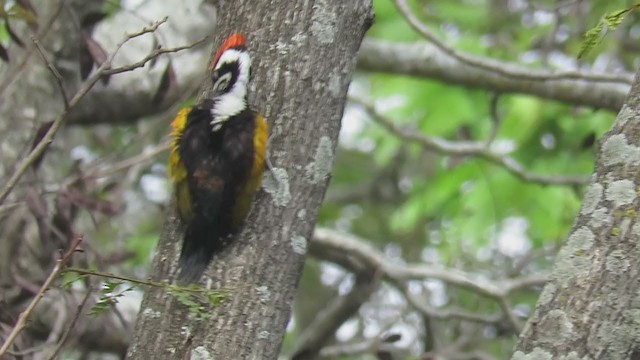 White-naped Woodpecker - ML404956251