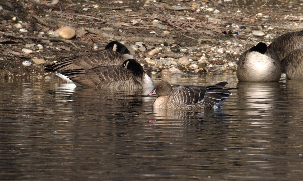 Pink-footed Goose - ML404959031