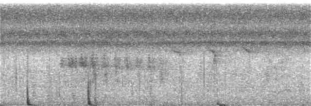 Колібрі-шаблекрил юкатанський (підвид excellens) - ML404961301