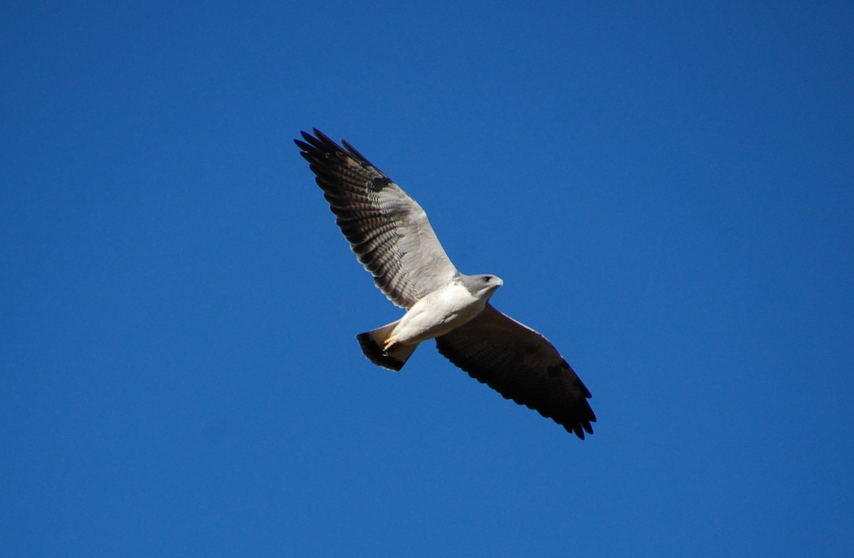 White-tailed Hawk - Timothy White