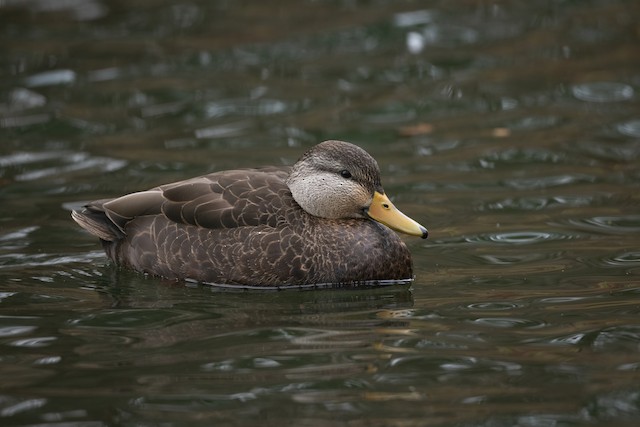 American Black Duck