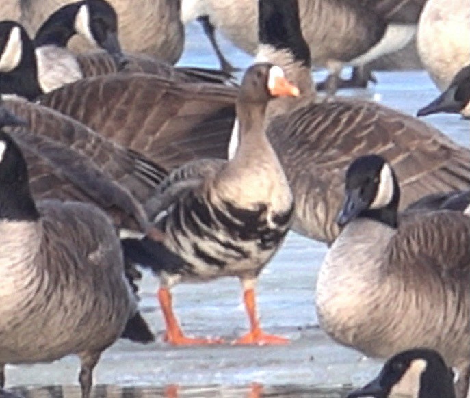 Greater White-fronted Goose - ML404971611