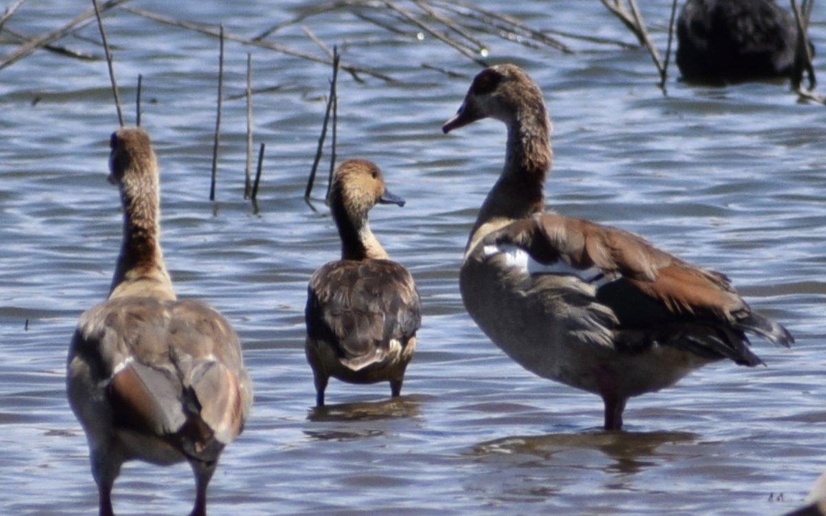Fulvous Whistling-Duck - Jacob Henry