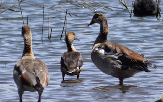 Fulvous Whistling-Duck, ML404972211
