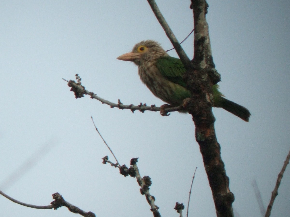 Lineated Barbet - ML404972791