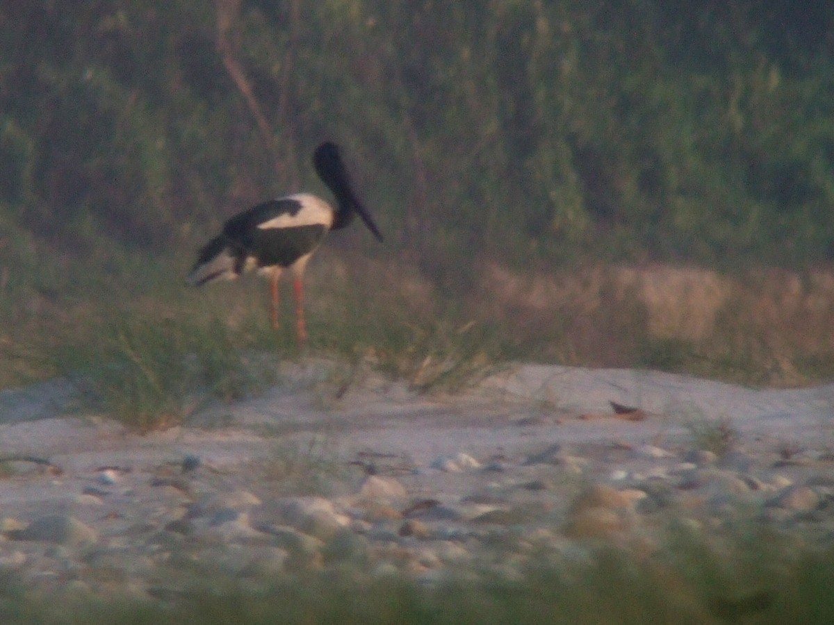 Black-necked Stork - ML404972921