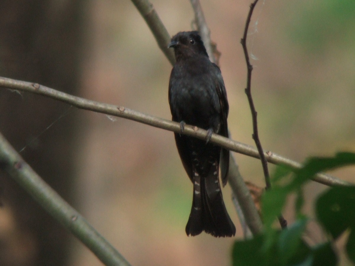 Square-tailed Drongo-Cuckoo - ML404973121