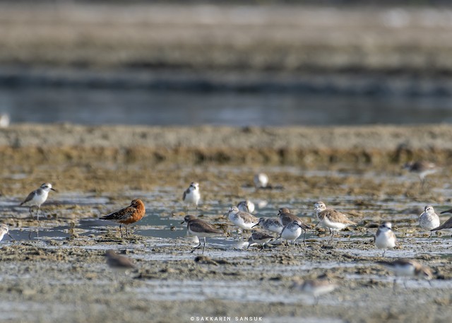 Curlew Sandpiper winters in Thailand; January, Samut Sakhon, Thailand. - Curlew Sandpiper - 