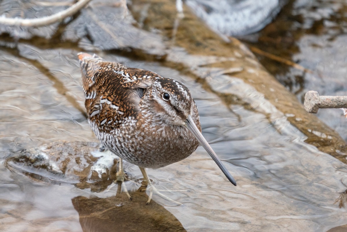 Solitary Snipe - Andy Lee