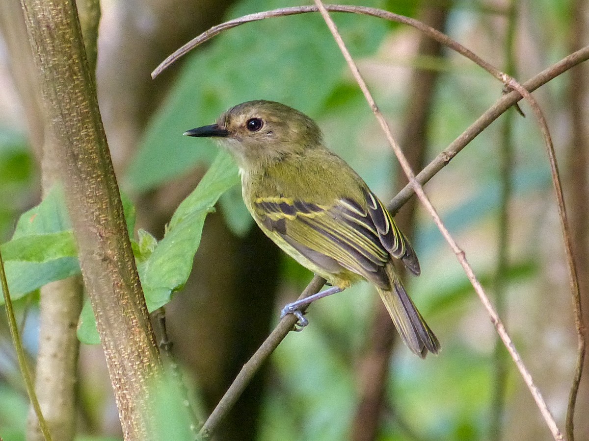 Smoky-fronted Tody-Flycatcher - ML404977991