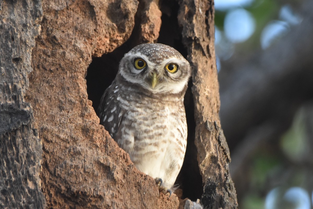 Spotted Owlet - Abhishek Sharma