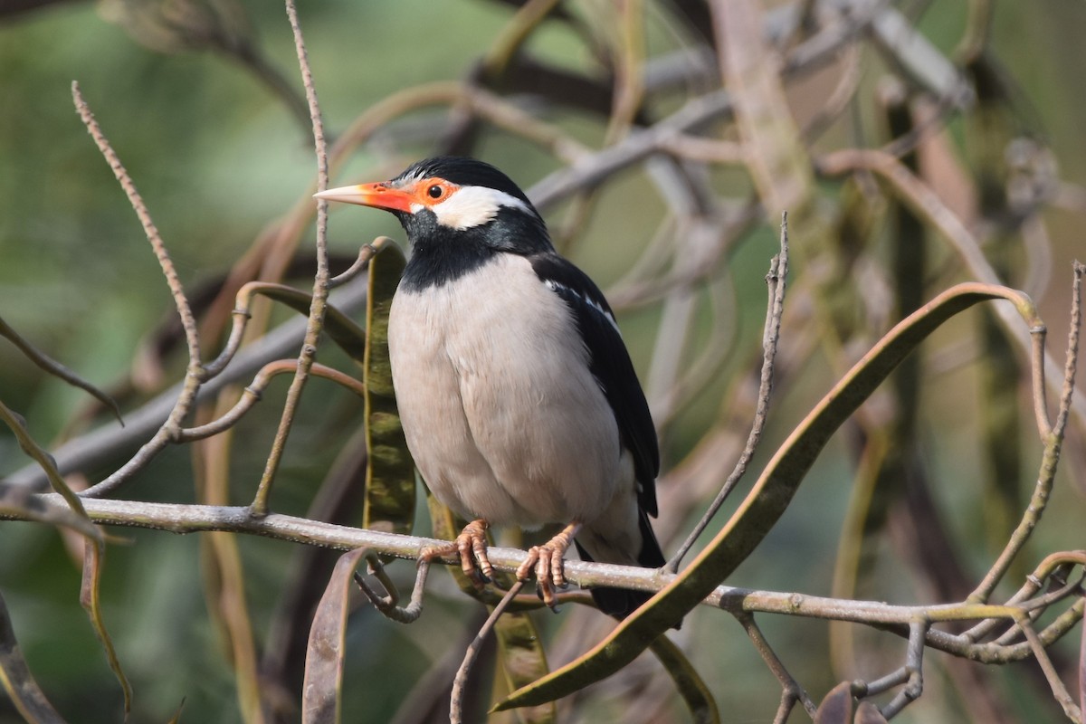 Indian Pied Starling - ML404981071