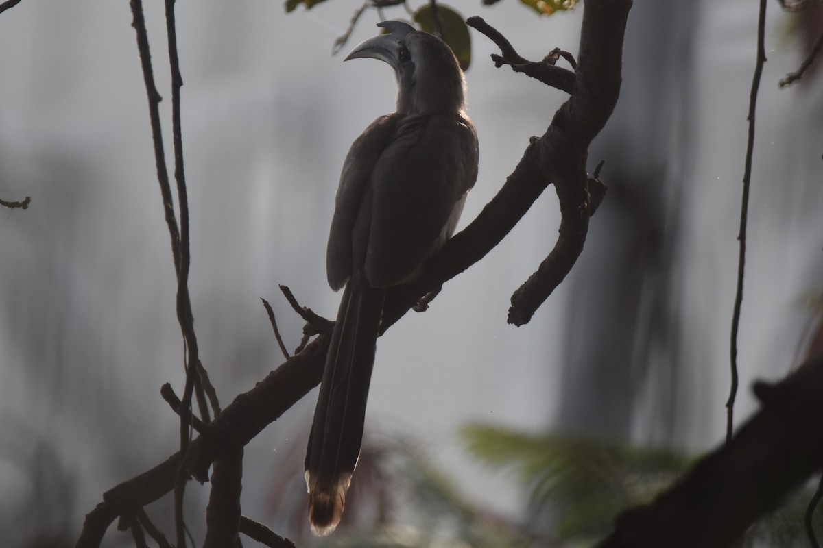 Indian Gray Hornbill - ML404981781